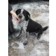 Year, Ein absoluter Traumhund ! - Rüde