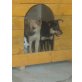 Yeira, Collie - Mixwelpe Welpen - Hündin