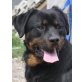 Yellow 2, Rottweiler-Rüde - Rüde
