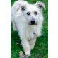 Yellow, Terrier-Mischling - Rüde