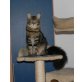 Yena of Maine Fire, Maine Coon - Katze