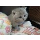 Yenene, Xenia, Zeus, Zampano, Britisch Kurzhaarkatze - Katze