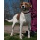 Yerma, Foxterriermix - Hündin