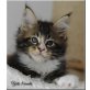 Yeti the Sweet Devil, Maine Coon - Kater