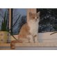 Yill von Peo-Cats, Britisch Kurzhaarkatze - Katze