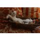 Yin, Maine Coon - Mix - Katze
