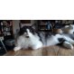 Ying und Yang suchen DICH!, Norwegische Waldkatze - Kater