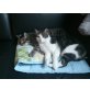 Yoda & Riddick, Europäische Kurzhaarkatze - Kater