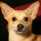 Yogi - Pinscher-Mix - - Rüde