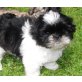 Yogi, Shih Tzu Welpen - Rüde