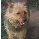 Yogi genügsamer + bedachter Hund👌🐶👍, Kleiner Mischlingsrüde - Rüde
