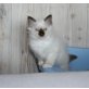 Yoker, Heilige Birma - Kater