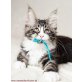 Yola the Sweet Devil, Maine Coon - Katze