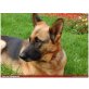 Yona, Deutscher Schäferhund - Hündin