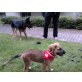 Yona, Schäferhund-Husky-Berner-Goldenretriewer Welpen - Hündin