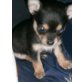 Yorki-Chi - Rüde