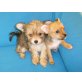 Yorki - Chihuahua Welpen - Hündin