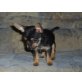 Yorki - Chihuahua Welpen - Rüde