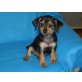 Yorki - Chihuahua Welpen - Rüde