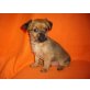 Yorki - Chihuahua Welpen - Rüde