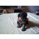 Yorki-Malteser/Cairn Terrier Mix Welpen - Rüde