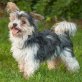 Yorki Maxl, Yorkshire-Terrier-Mix - Rüde