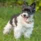 Yorki Moritz, Yorkshire-Terrier-Mix - Rüde