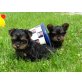 Yorki Welpen zuckersüß, Yorkshire Terrier Welpen - Rüde