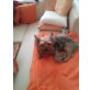 Yorki, Yorkshire Terrier - Rüde