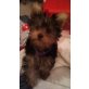 Yorki, Yorkshire Terrier Welpen - Rüde