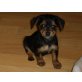 Yorki - Zwergpinscher Welpen - Rüde