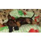Yorki mit Chihuahua Welpen - Hündin