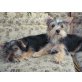 Yorkie Rüde und Hündin, Yorkshire Terrier Welpen - Hündin