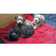 Yorkie-Westi Mischlingswelpen Welpen - Rüde