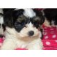 Yorkiepoo - Hündin