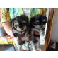 Yorkshire-Pekinese - Rüde