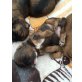 Yorkshire Terrier-Chihuahua;Shi-Tzu Welpen - Rüde
