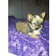Yorkshire Terrier-Chihuahua mix Welpen - Hündin