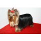 Yorkshire-Terrier-Deckrüde - Rüde