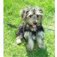 Yorkshire Terrier - Hündin