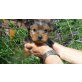 Yorkshire Terrier - Hündin