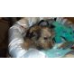 Yorkshire Terrier - Hündin