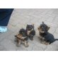 Yorkshire Terrier - Hündin