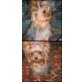 Yorkshire Terrier - Hündin