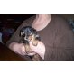 Yorkshire Terrier - Hündin