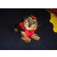 Yorkshire Terrier - Hündin
