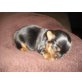 Yorkshire Terrier - Hündin