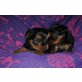 Yorkshire Terrier - Hündin