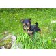 Yorkshire Terrier - Hündin
