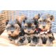 Yorkshire Terrier - Hündin